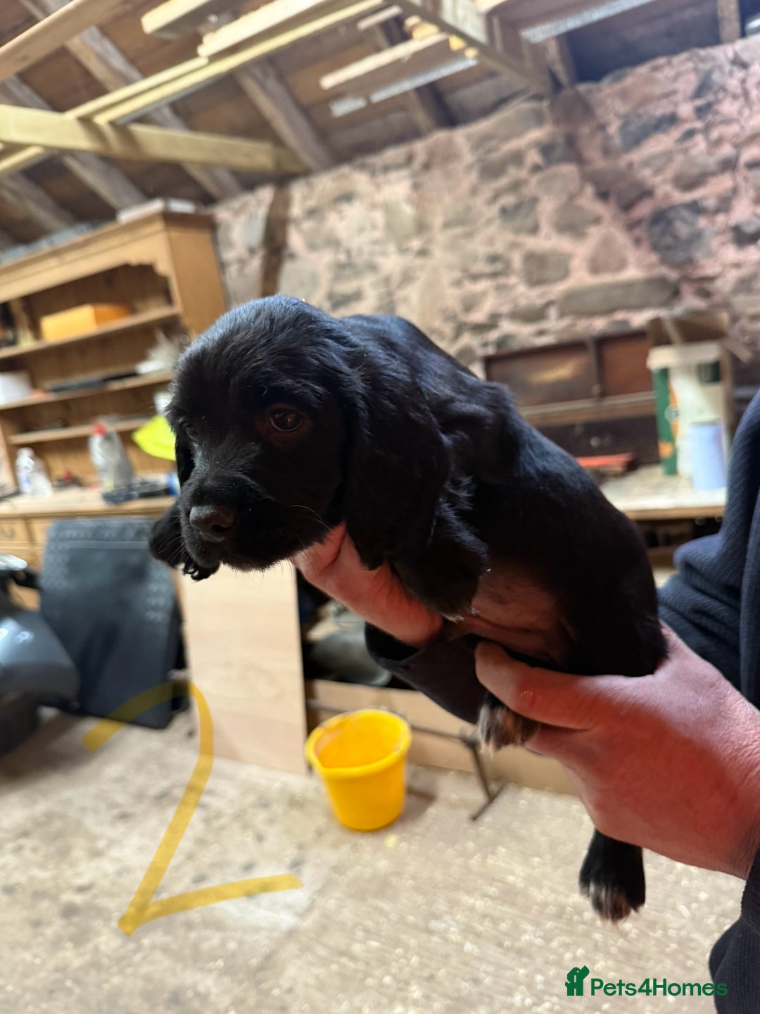 Cocker Spaniel dogs for sale: Cocker spaniel puppies - Image 7