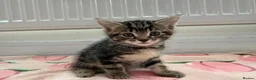 Mixed Breed cats for sale: 4 kittens boy and girl - Advert 10