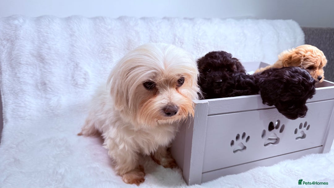 Maltipoo dogs for sale: ✨ Adorable Maltipoo Puppies Ready for New Homes ✨ - Image 7