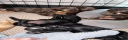 Cocker Spaniel dogs for sale: Beautiful Cocker Spaniel Puppies  - Advert 9
