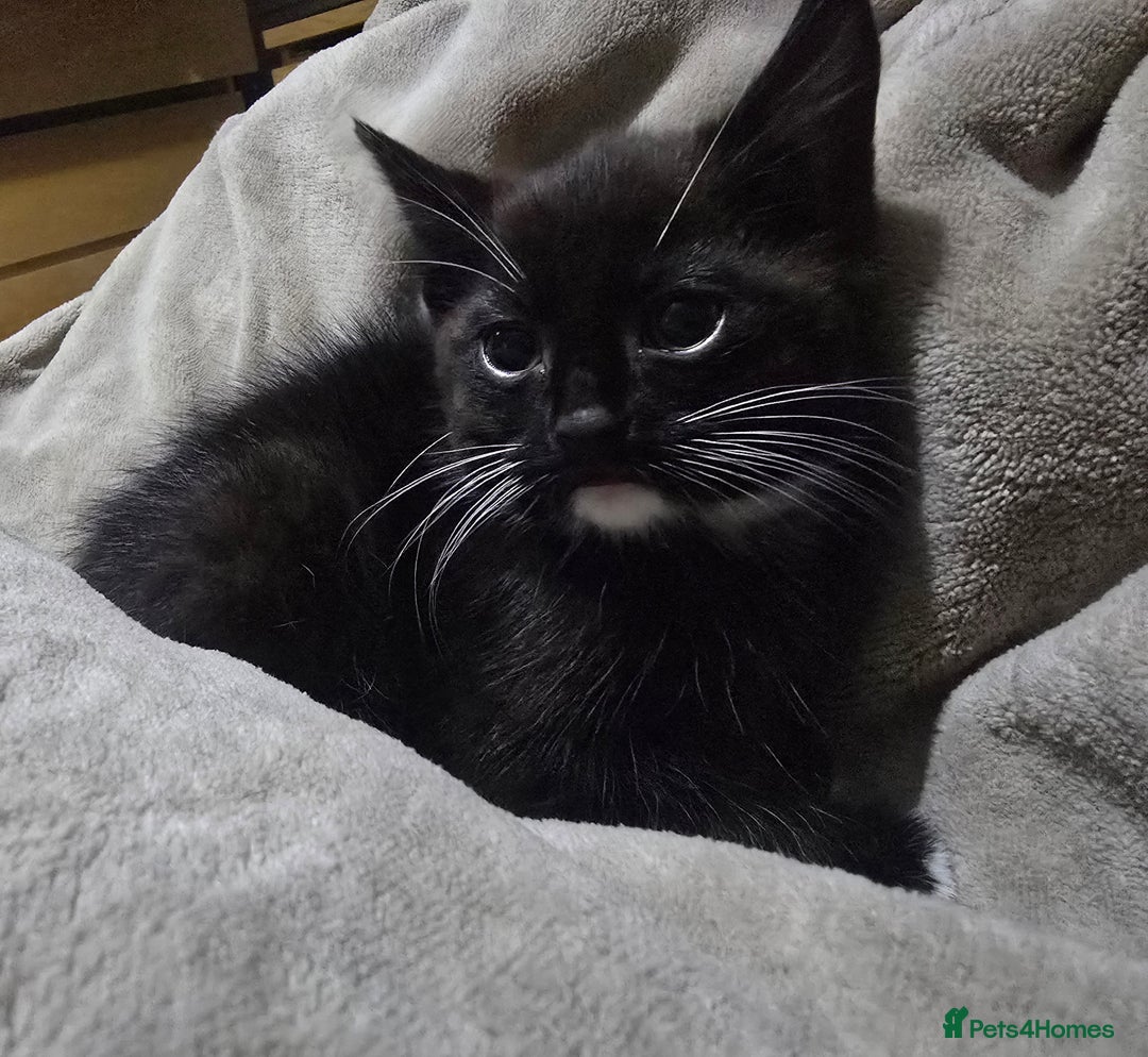 Domestic Shorthair cats for sale: Black and white male kitten  - Advert 6