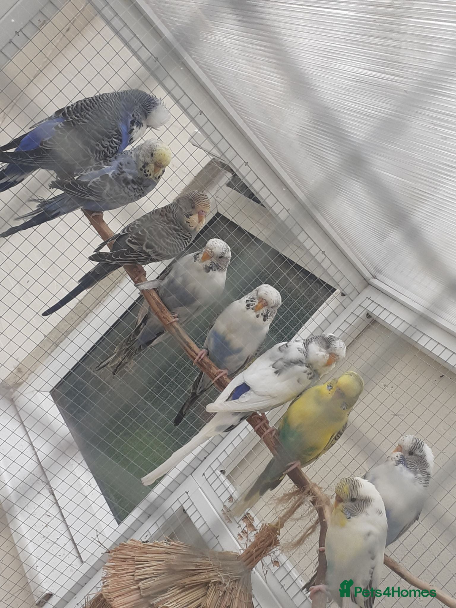 Budgerigars birds Baby Budgies & Adult show type blue budgies - Advert 12