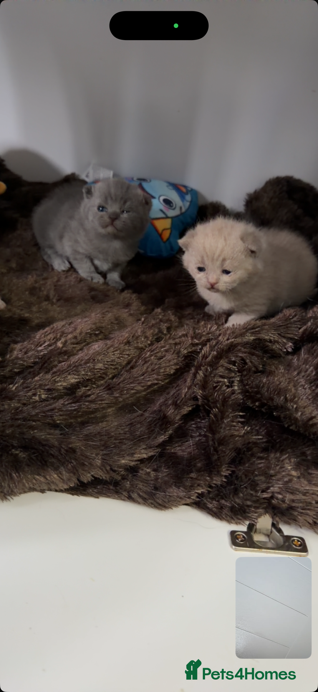 British Shorthair cats for sale: British short hair kittens  - Advert 20