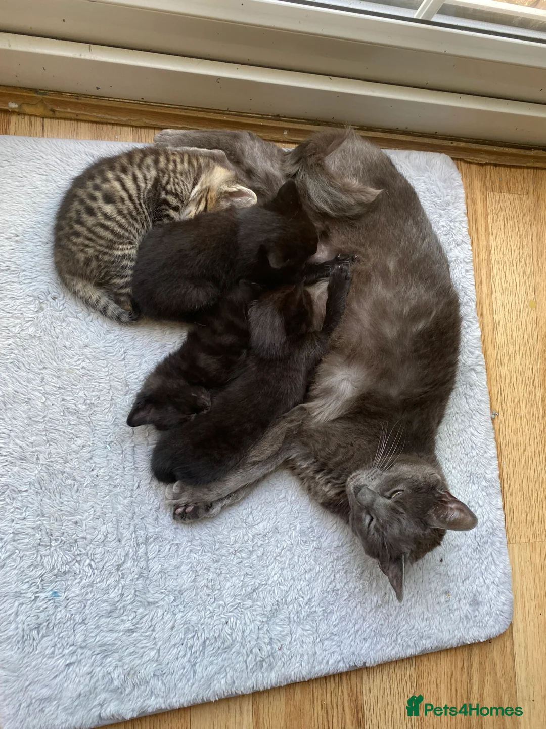 Mixed Breed cats for sale: 7 lovely kittens 4 chaps and 3 ladies - Advert 2