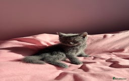 British Shorthair cats for sale: Gorgeous mixture of kittens.  - Image 4