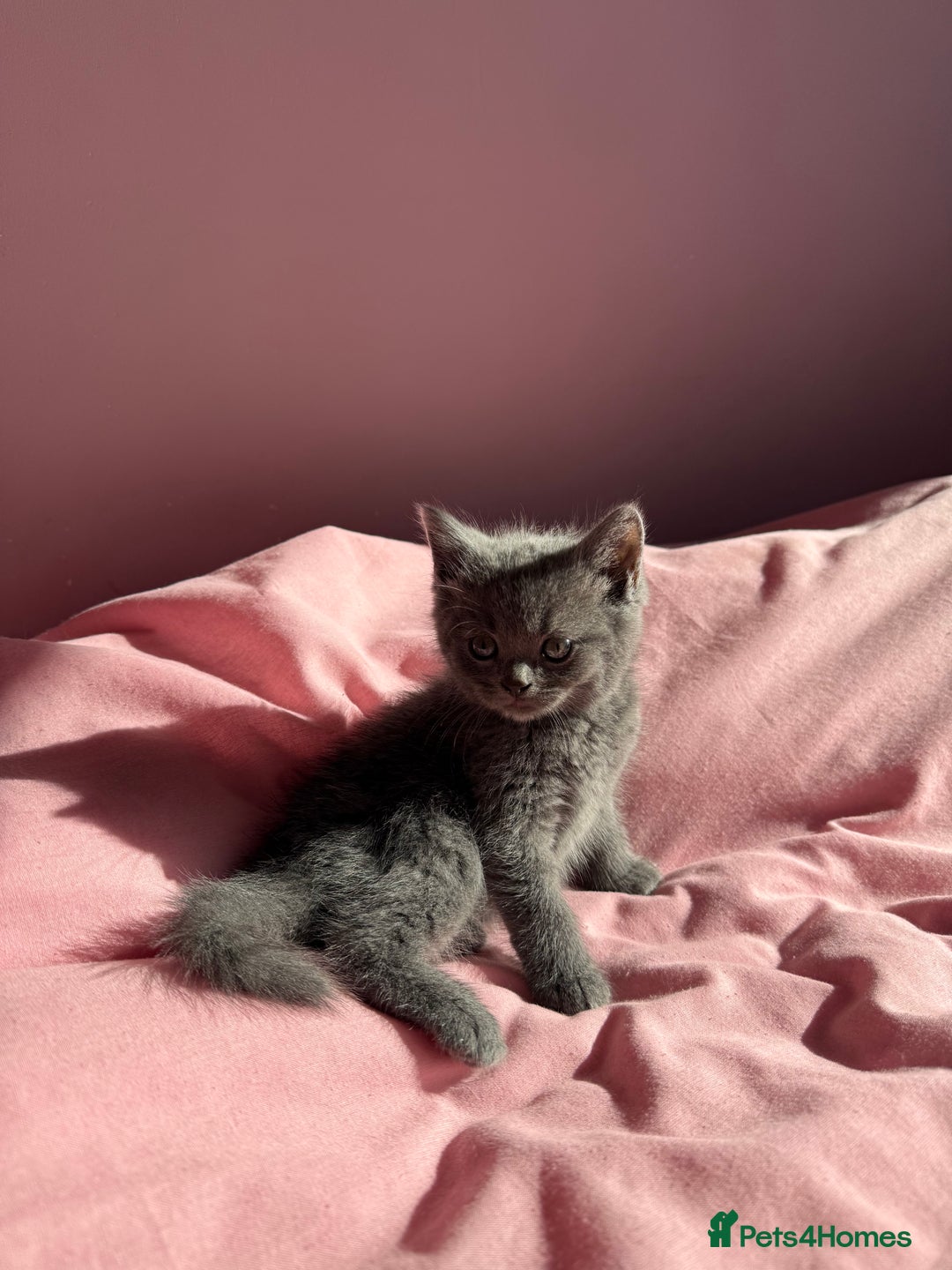 British Shorthair cats for sale: Gorgeous mixture of kittens.  - Image 4