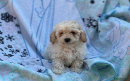 Poochon dogs for sale: Beautiful Poochons  - Image 18