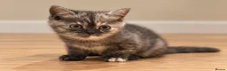 British Shorthair cats for sale: Purebred British Shorthair Kittens – Vet Checked - Advert 4
