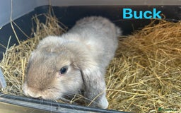 French Lop rabbits for sale: French Lop Bucks and Does READY NOW!! - Image 7