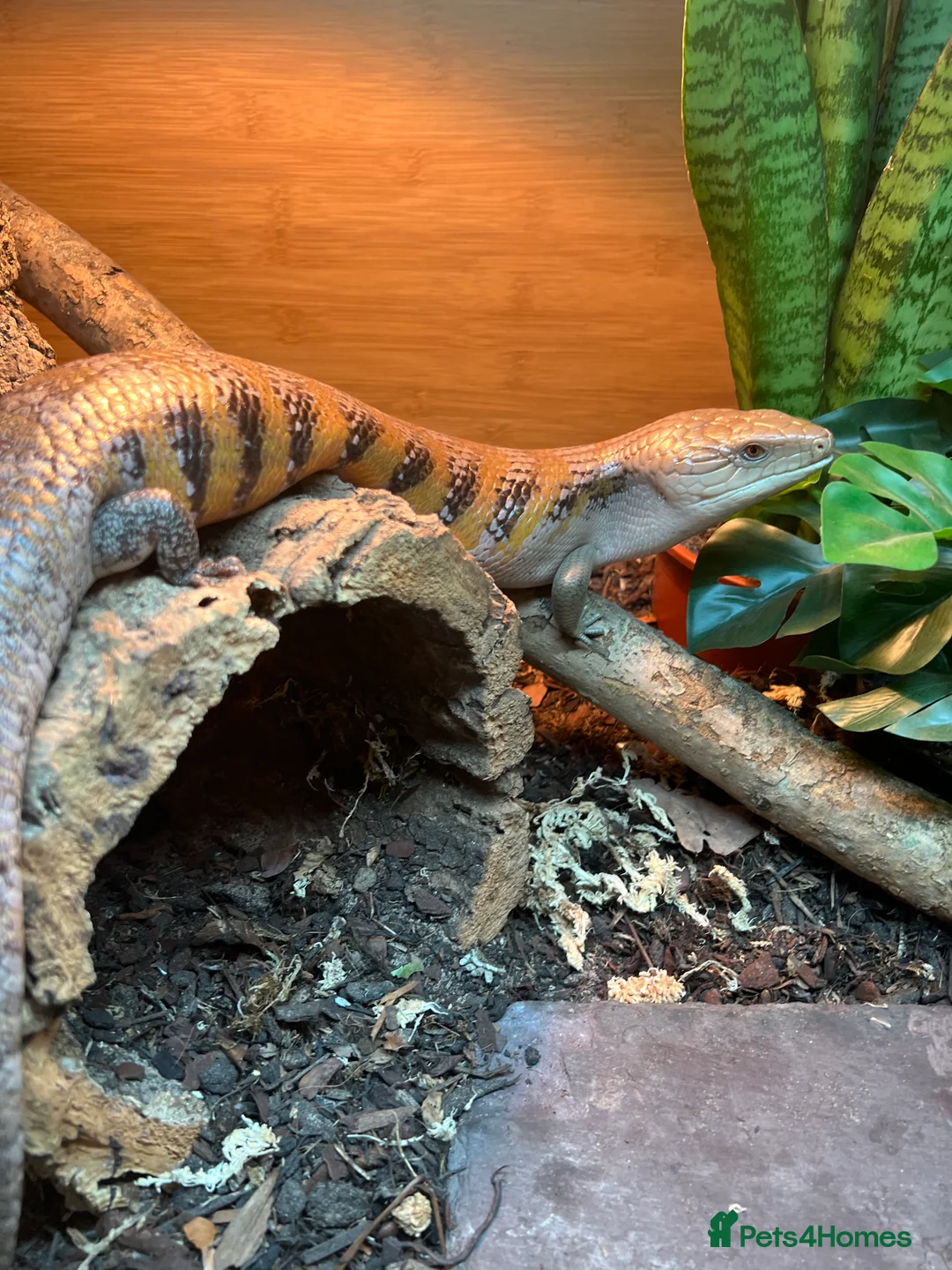 Skink reptiles for sale: Female Northern Blue Tongue Skink - Advert 5
