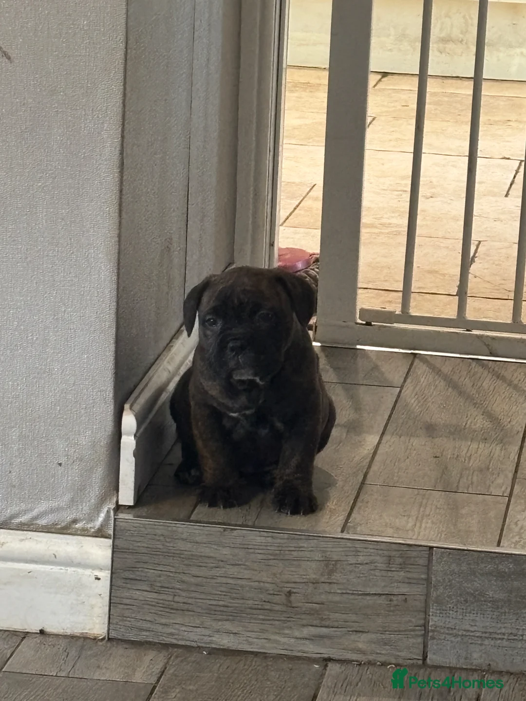 Mixed Breed dogs for sale: 2 beautiful wee puppies  - Advert 10