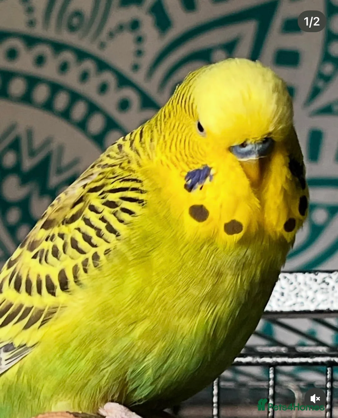 Budgerigars birds for sale: 4 Budgies  in Wellington - Advert 4