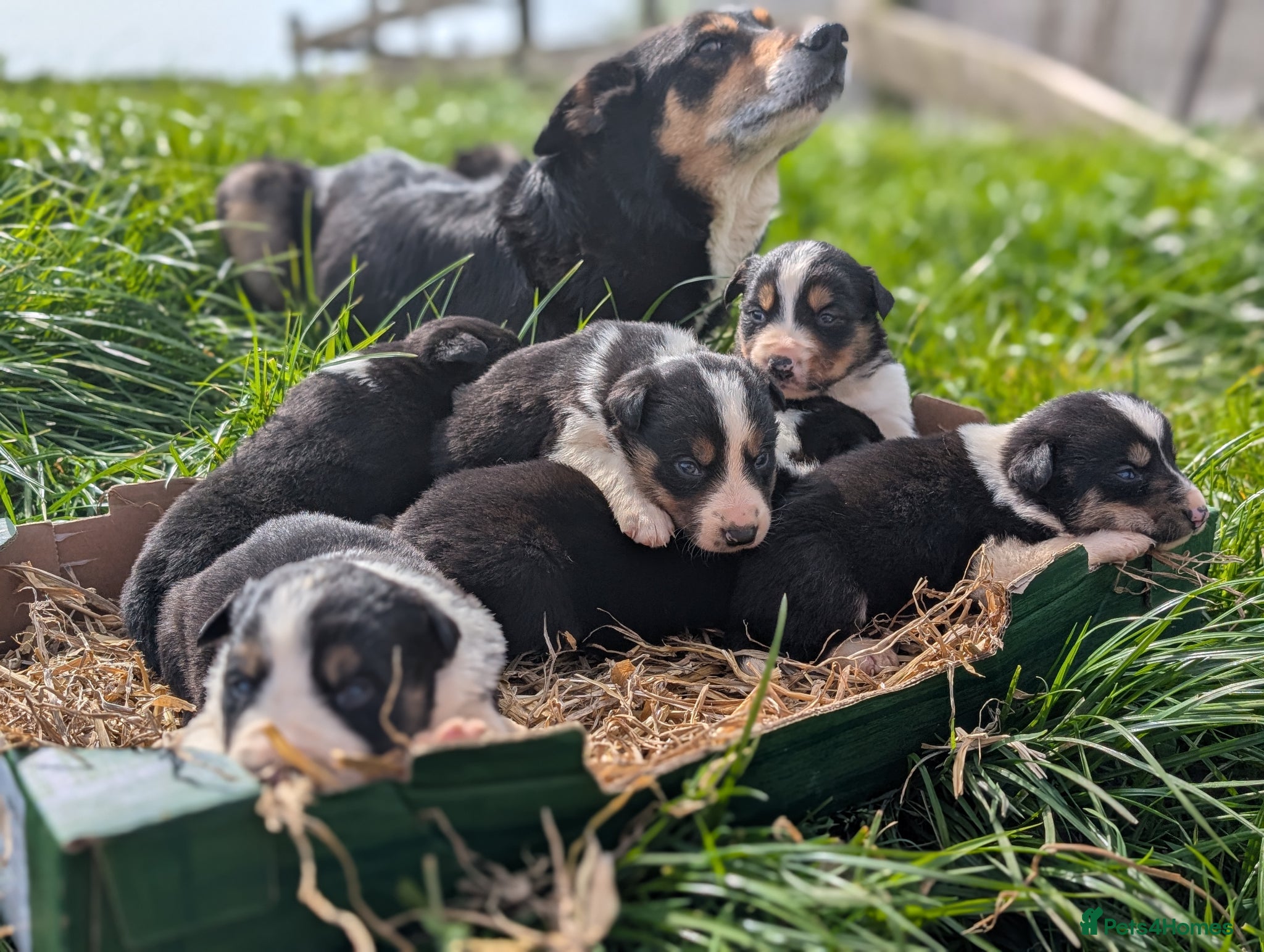 Border Collie dogs for sale: Cracking Litter of Tri Coloured Collies For Sale - Advert 1