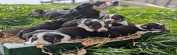 Border Collie dogs for sale: Cracking Litter of Tri Coloured Collies For Sale - Advert 1