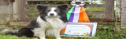 Border Collie dogs for stud: *PROVEN* Blue and White Border Collie Stud in Stoke-on-Trent - Advert 5