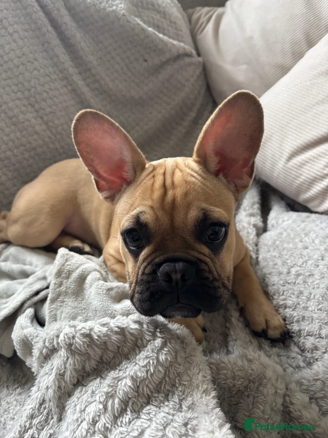 French Bulldog dogs for sale: Female KC French bulldog puppy in Dalkeith - Advert 7