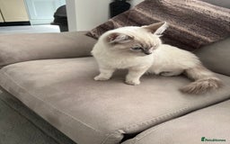 Ragdoll cats for sale: Stunning Seal Point Lynx Ragdoll For Sale. - Image 25