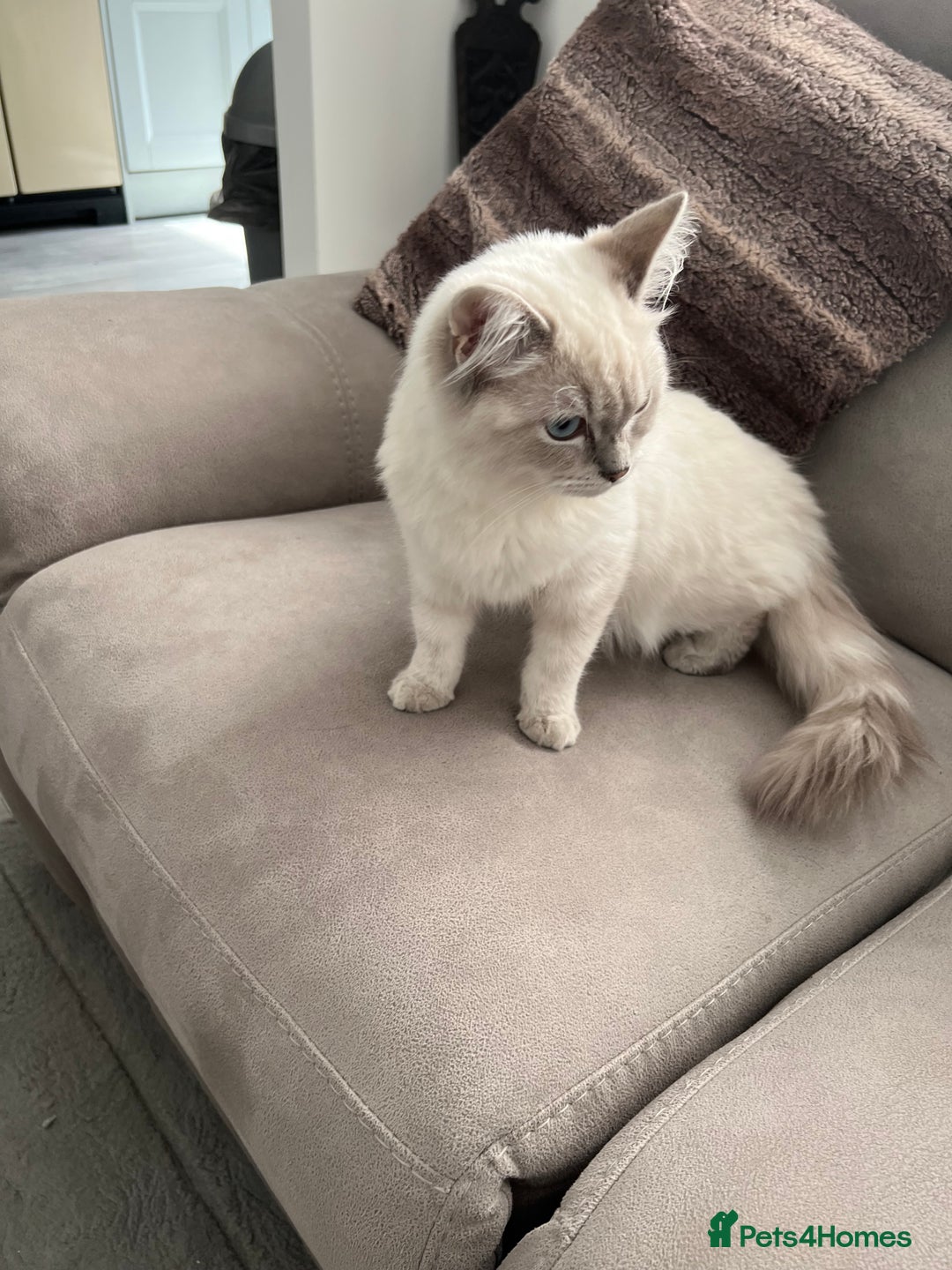 Ragdoll cats for sale: Stunning Seal Point Lynx Ragdoll For Sale. - Image 25