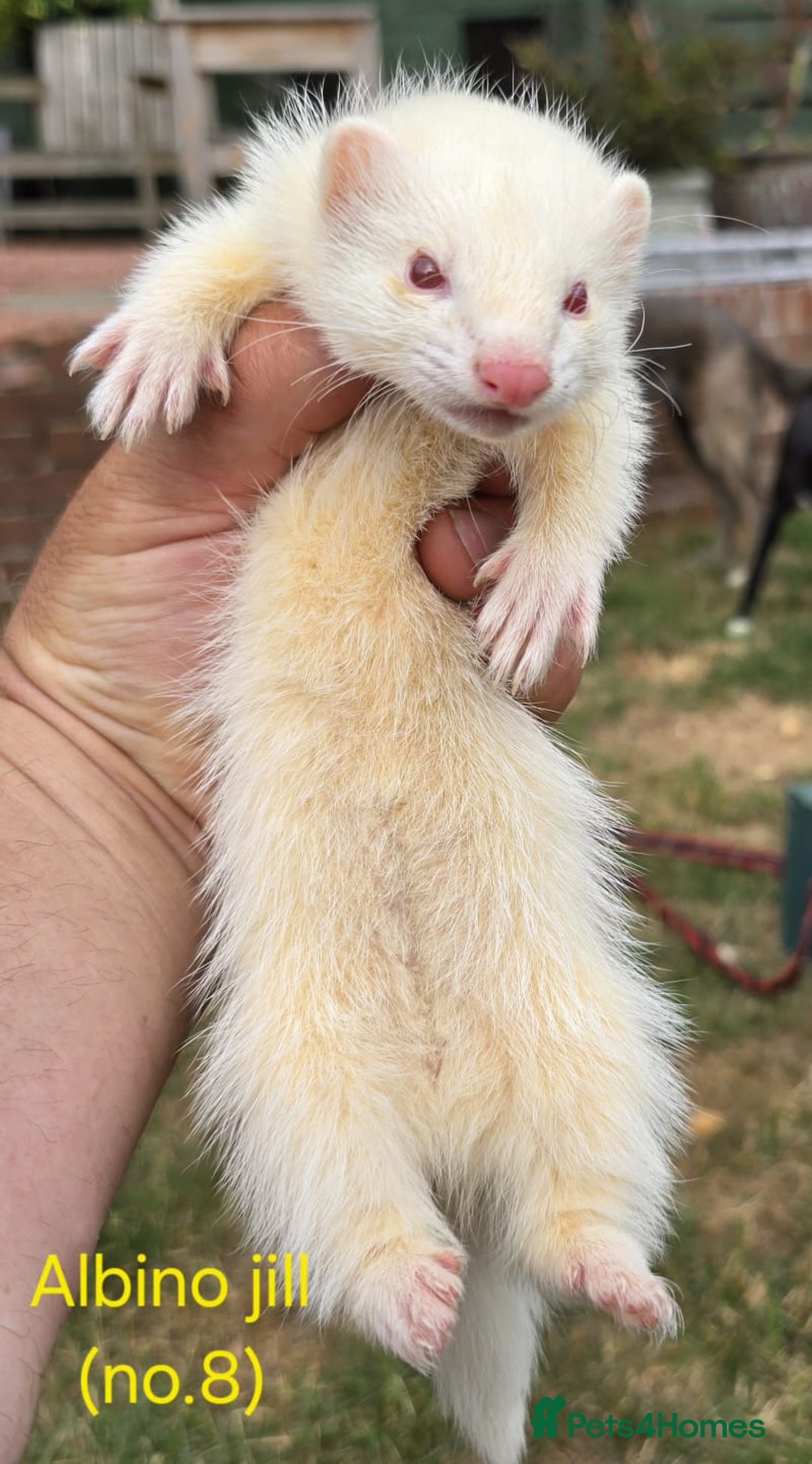 Ferret rodents for sale: Ferret kits - Image 14