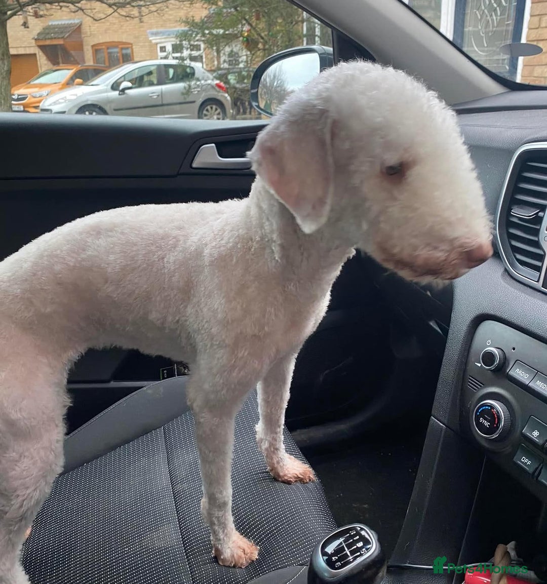 Mixed Breed dogs for sale: Beddlington x Whippet - Image 1