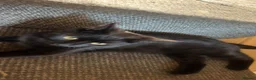 British Shorthair cats for sale: 3 British short hairs in Accrington - Advert 1