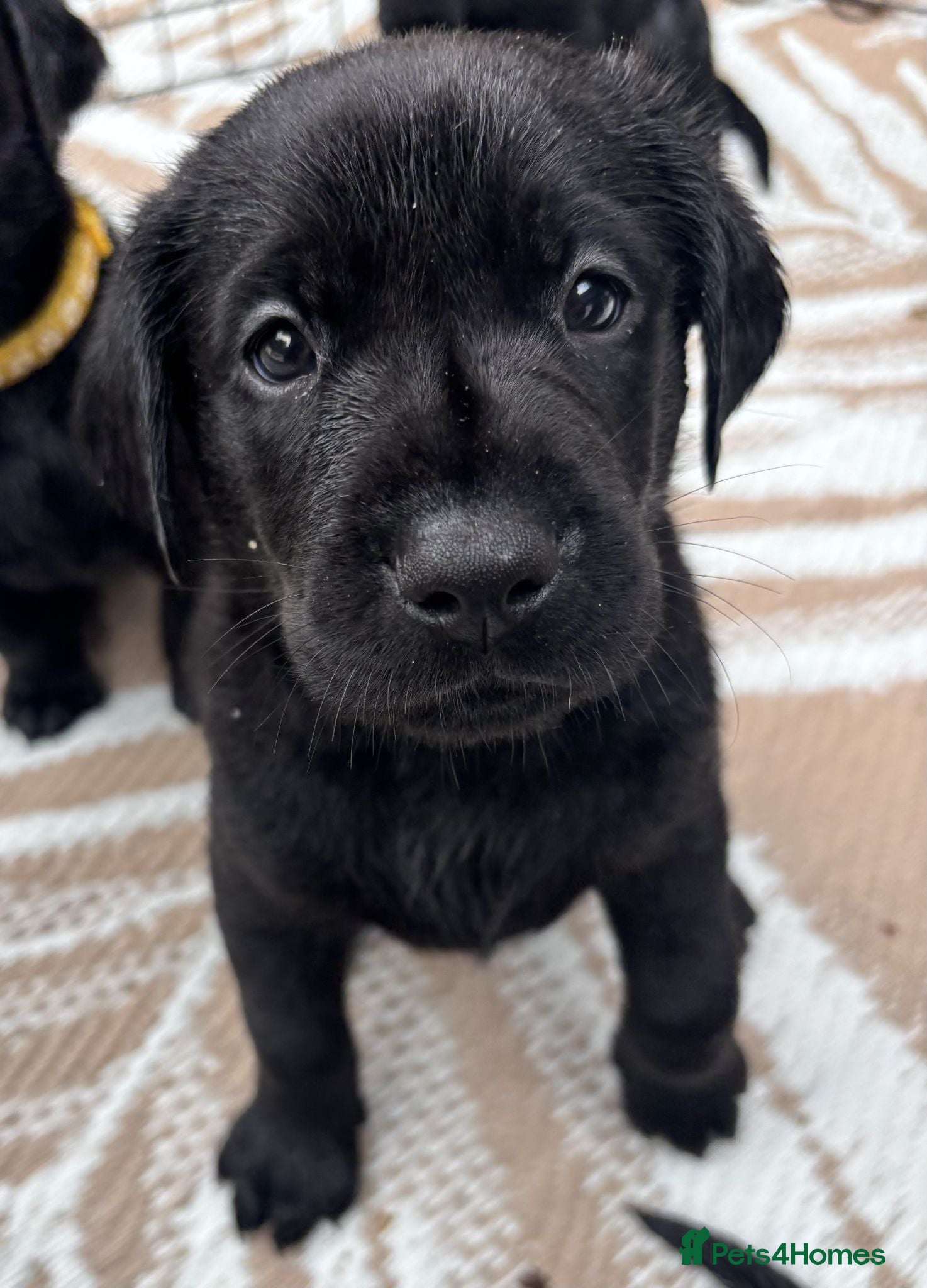 Labrador Retriever dogs ⭐ Home Raised, KC Reg Black Labrador Puppies ⭐️  - Advert 18