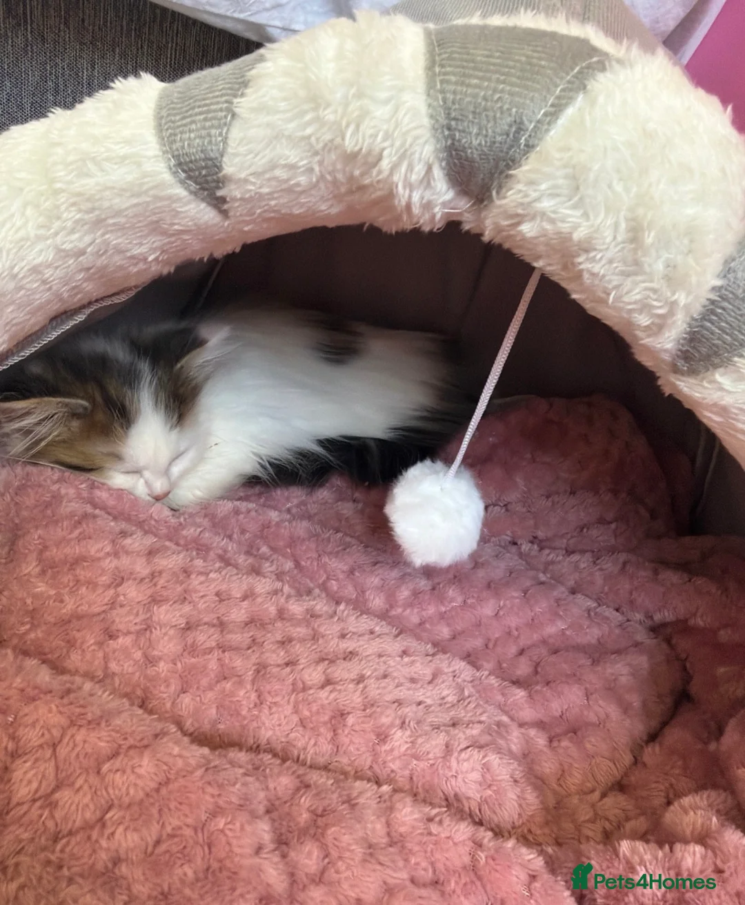 Mixed Breed cats for sale: Cutest most loving little angel - Advert 2
