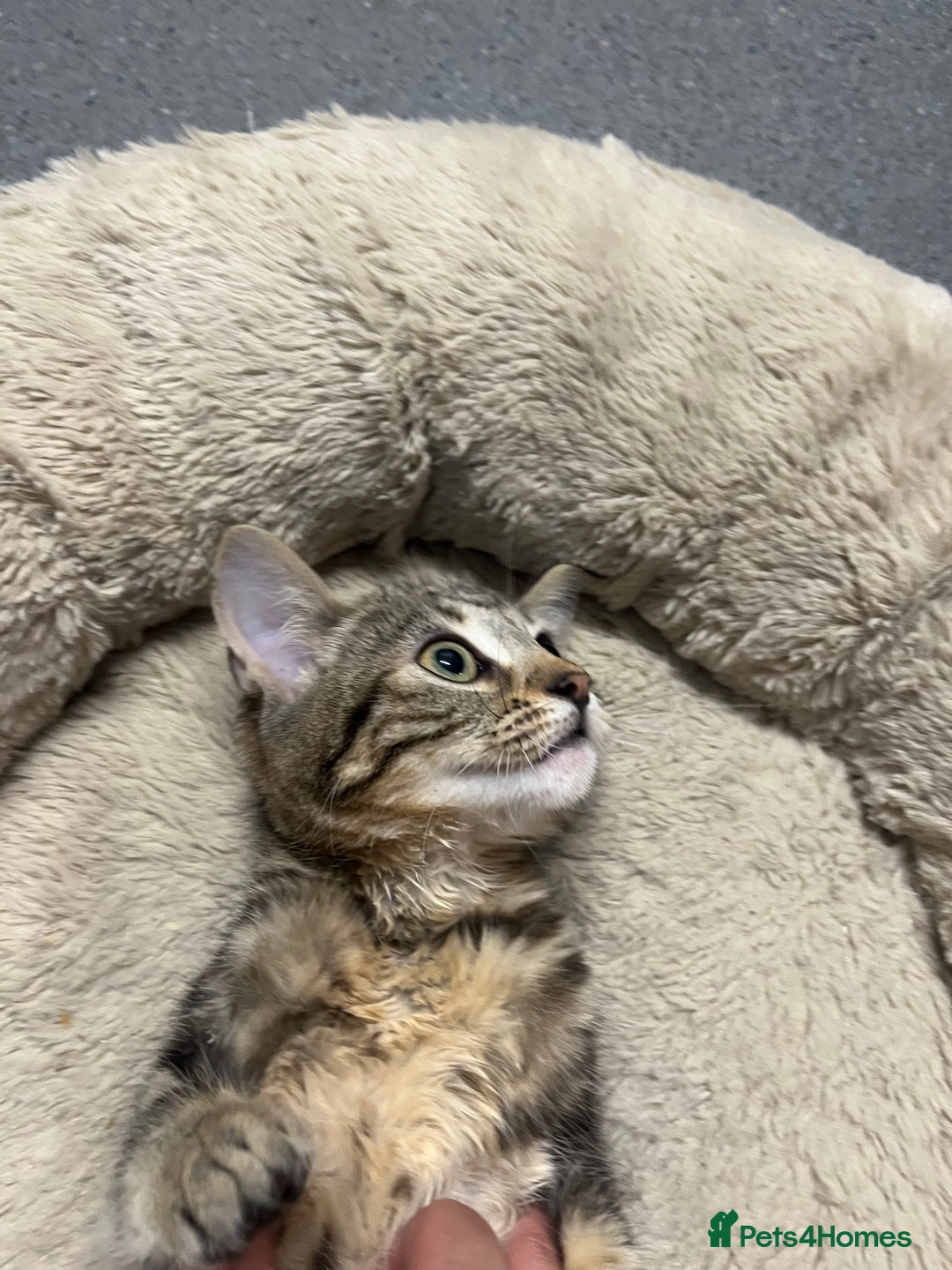 Mixed Breed cats for sale: Beautiful 12 week old Girl kitten for sale - Advert 3