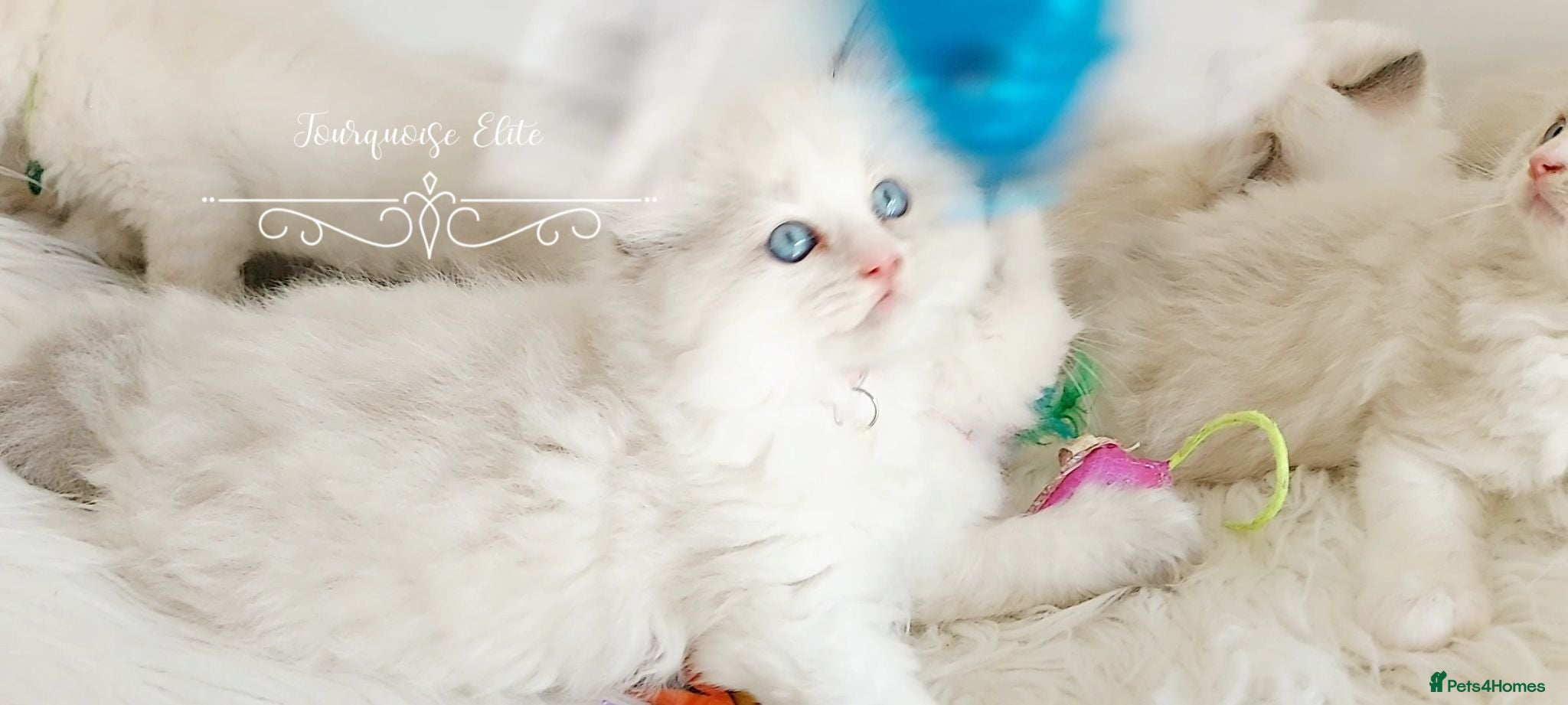 Ragdoll cats READY😻PURE BEAUTIFUL RAGDOLL 😻😻😻 - Advert 5