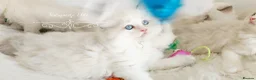 Ragdoll cats for sale: READY😻PURE BEAUTIFUL RAGDOLL 😻😻😻 - Advert 4