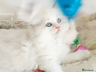 Ragdoll cats READY😻PURE BEAUTIFUL RAGDOLL 😻😻😻 - Advert 5
