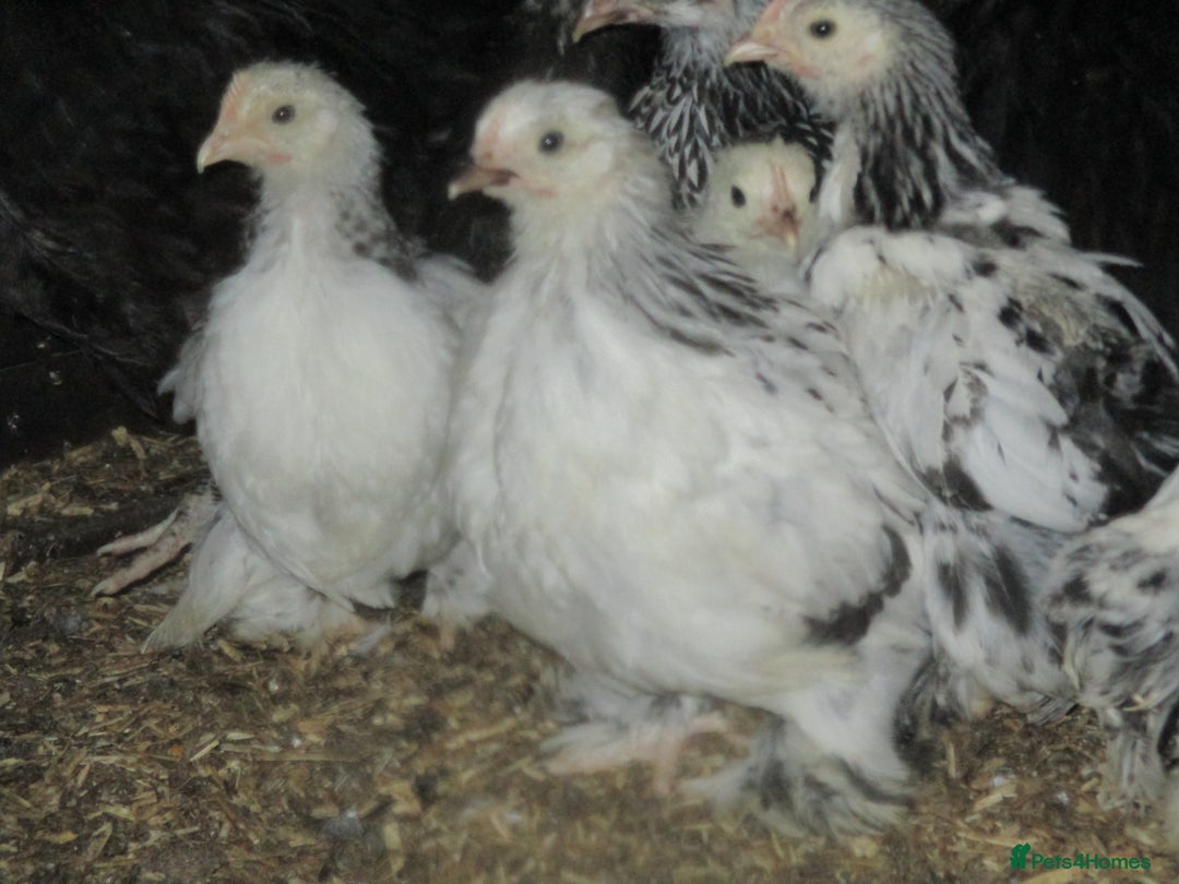 Chickens poultry for sale: Pekin bantam pullets, Silver/Black & Columbian - Image 4