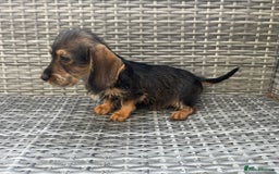 Dachshund dogs for sale: LAST 2 wirehaired dachshunds (teckels) - Image 14
