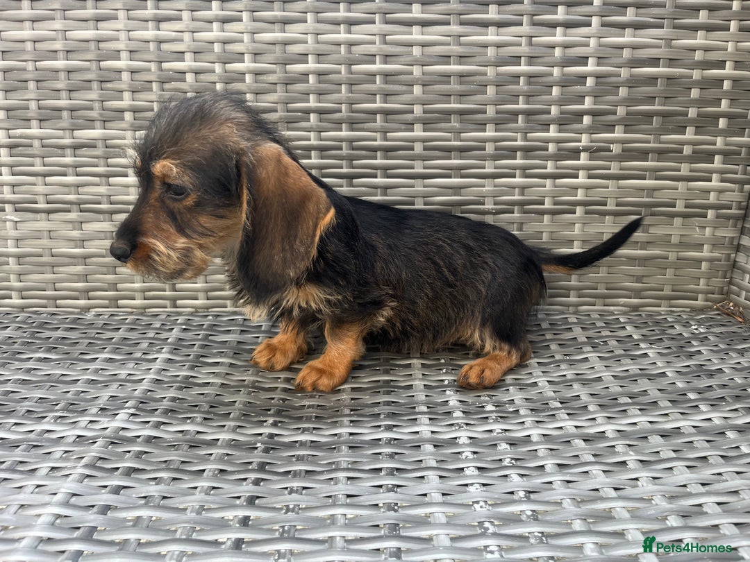 Dachshund dogs for sale: LAST 2 wirehaired dachshunds (teckels) - Image 14