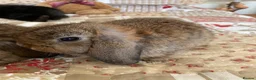 Mini Lop rabbits for sale: Gorgeous Mini Lops - Advert 5