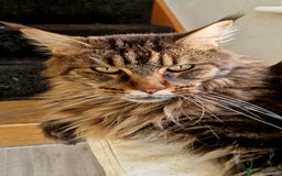 Maine Coon cats for sale: XL pedigree mainecoon female  - Advert 2