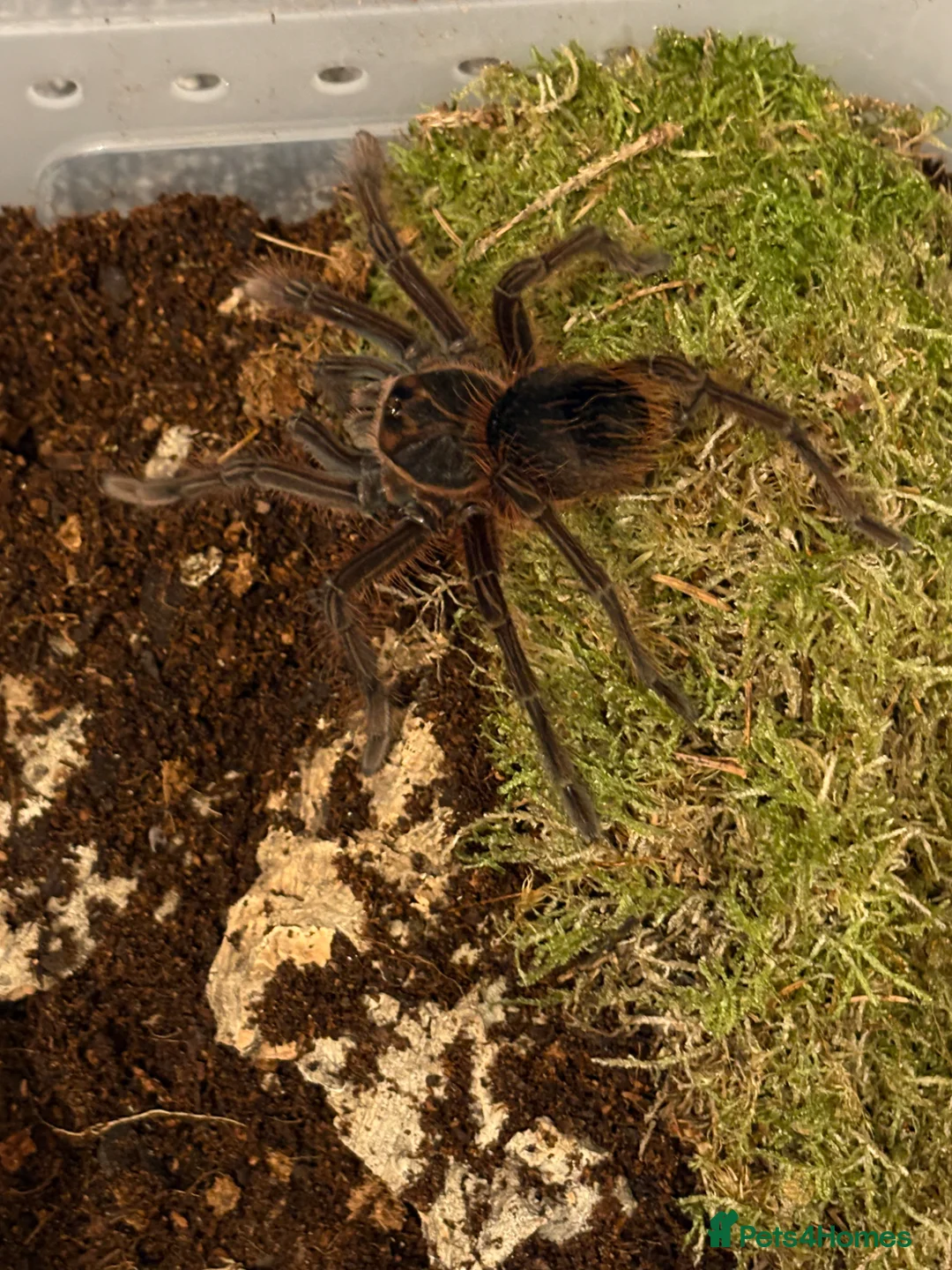 Tarantulas invertebrates for sale: 2x Theraphosa Pink Foot Goliaths, unsexed - Advert 2
