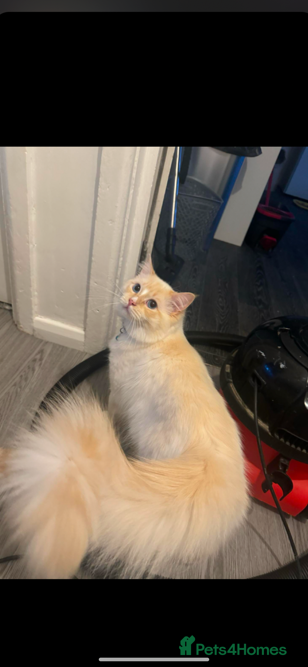 Ragdoll cats for sale: Beautiful Ragdoll X kittens  - Image 7
