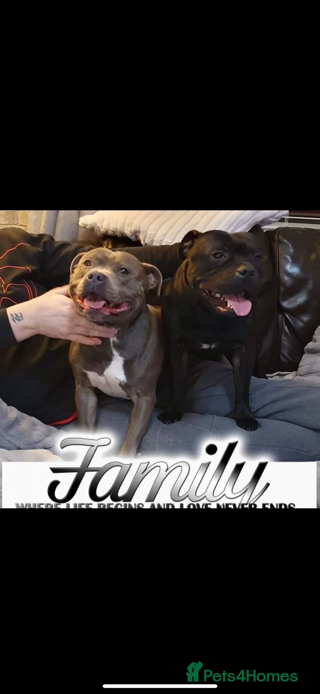 Staffordshire Bull Terrier dogs for stud: STORM FOR STUD in Newton Aycliffe - Advert 16
