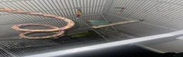 Ringnecks birds for sale: Male and female ring neck  in Blackburn - Advert 2