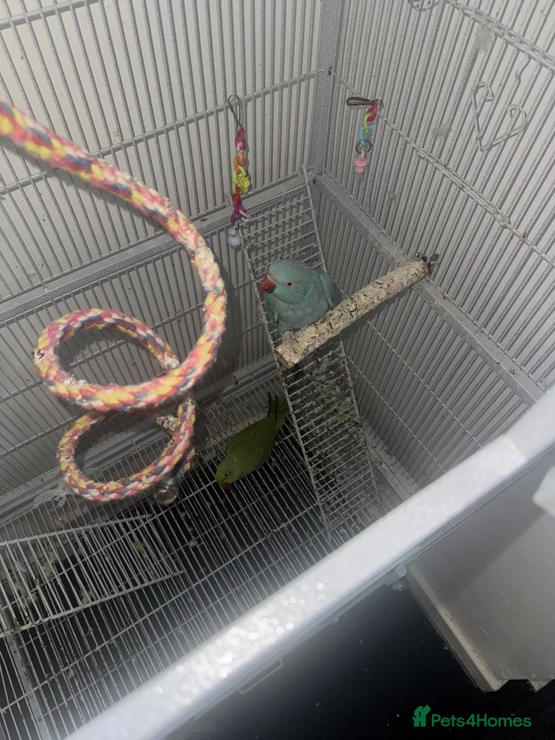 Ringnecks birds for sale: Male and female ring neck  in Blackburn - Advert 2