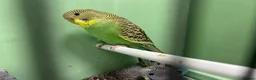 Budgerigars birds for sale: Budgies for Sale, all in good health  - Advert 19