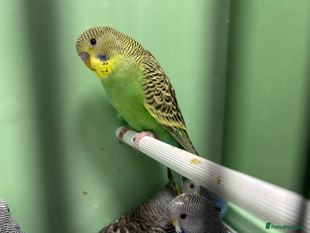 Budgerigars birds for sale: Budgies for Sale, all in good health  - Advert 19