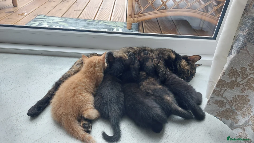 Mixed Breed cats for sale: Adorable Playful Kittens Looking for Home 🐾 - Advert 1