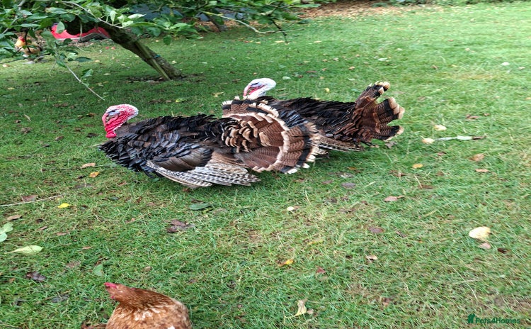 Turkeys poultry - Advert 11