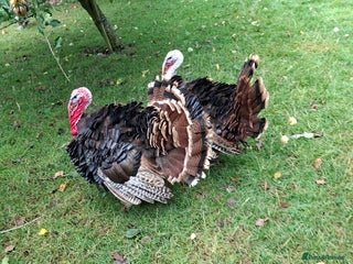 Turkeys poultry - Advert 2