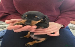 Miniature Dachshund dogs for sale: 3 girls need their forever homes - Image 5