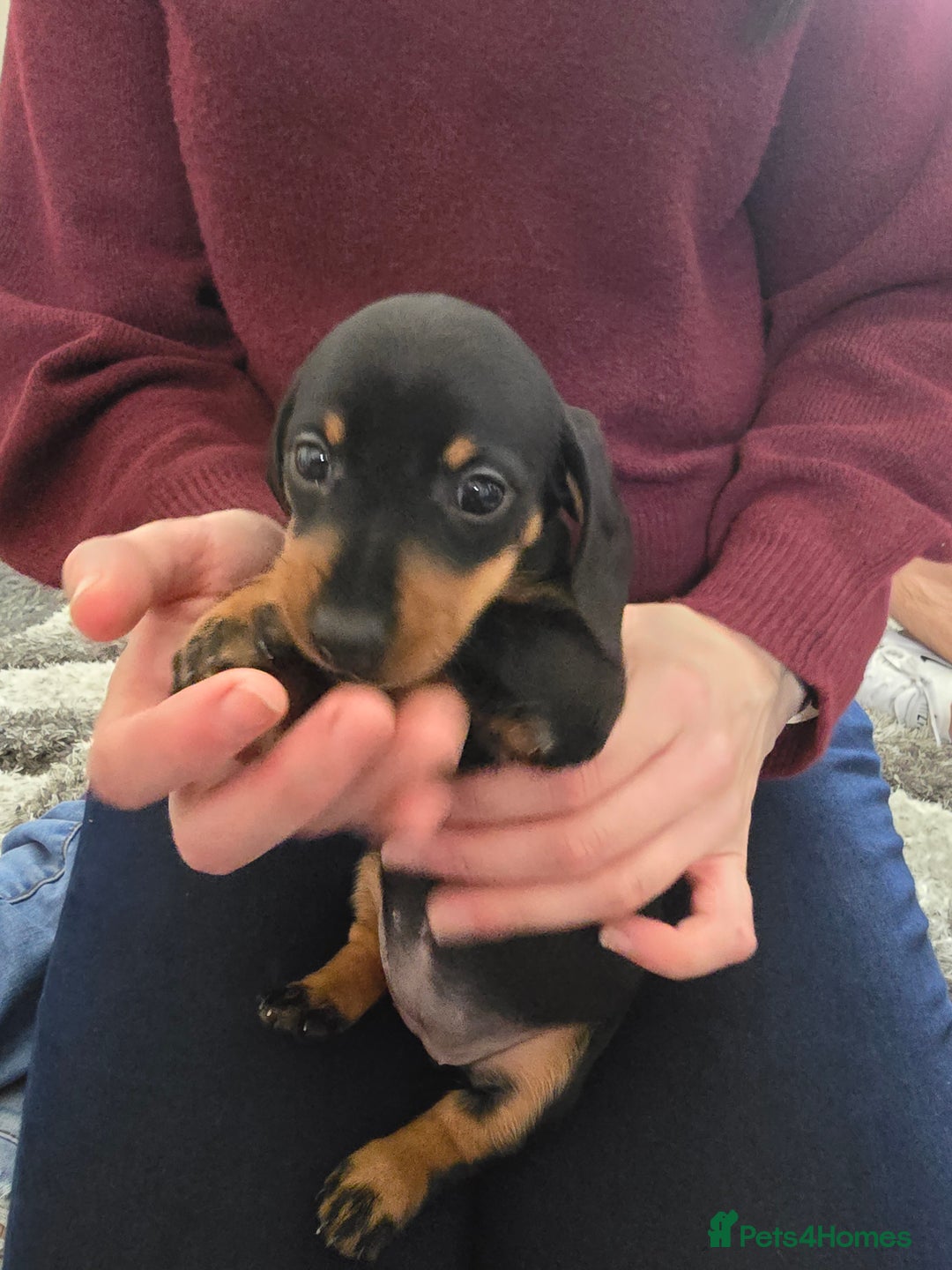 Miniature Dachshund dogs for sale: 3 girls need their forever homes - Image 5