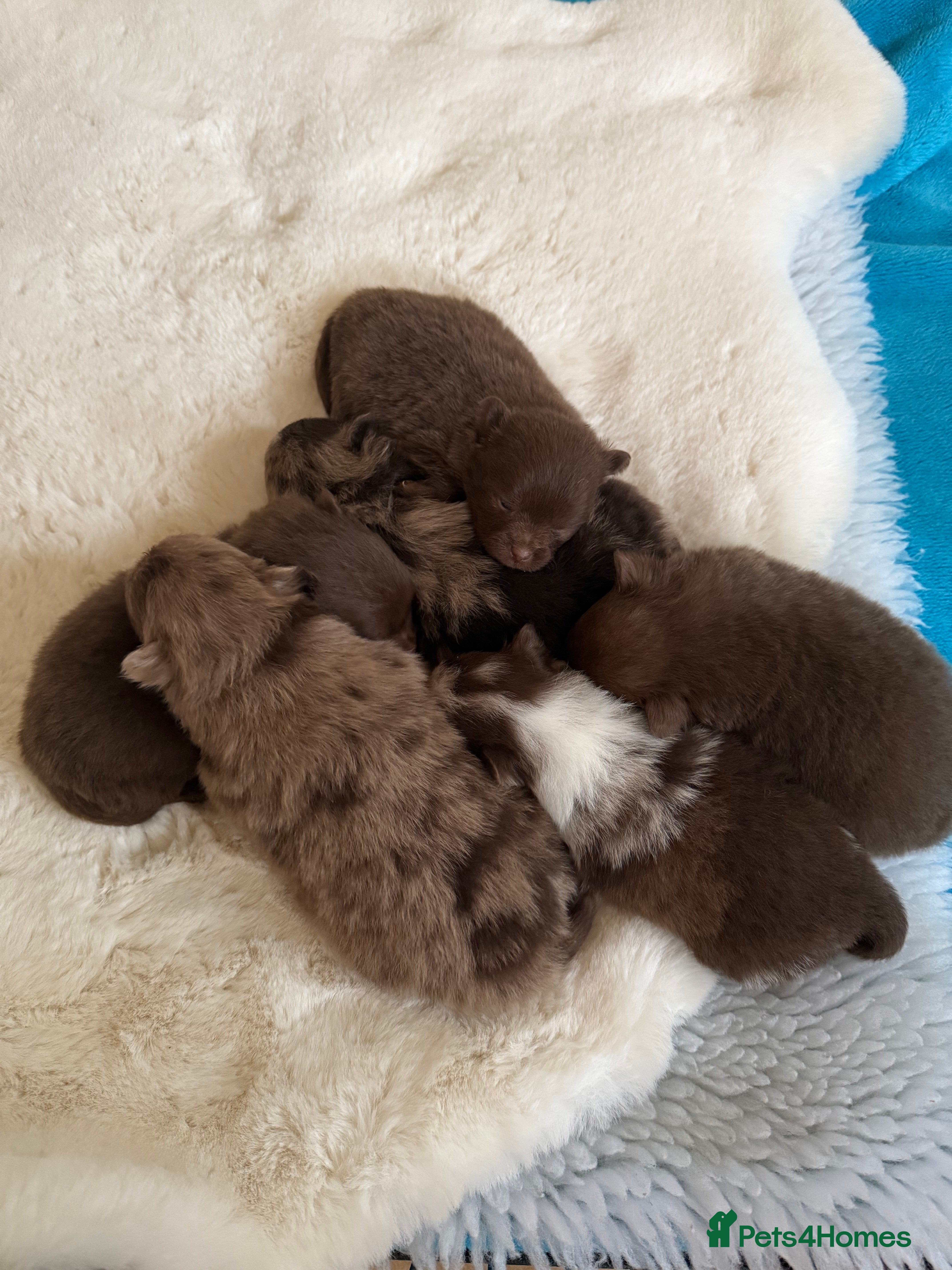 Pomeranian dogs BEAUTIFUL K.C REGISTERED POMERANIAN PUPPIES  - Advert 8