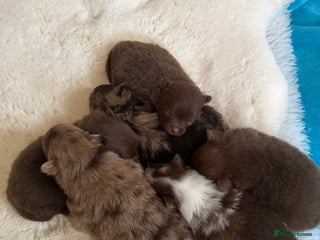 Pomeranian dogs BEAUTIFUL K.C REGISTERED POMERANIAN PUPPIES - Advert 2